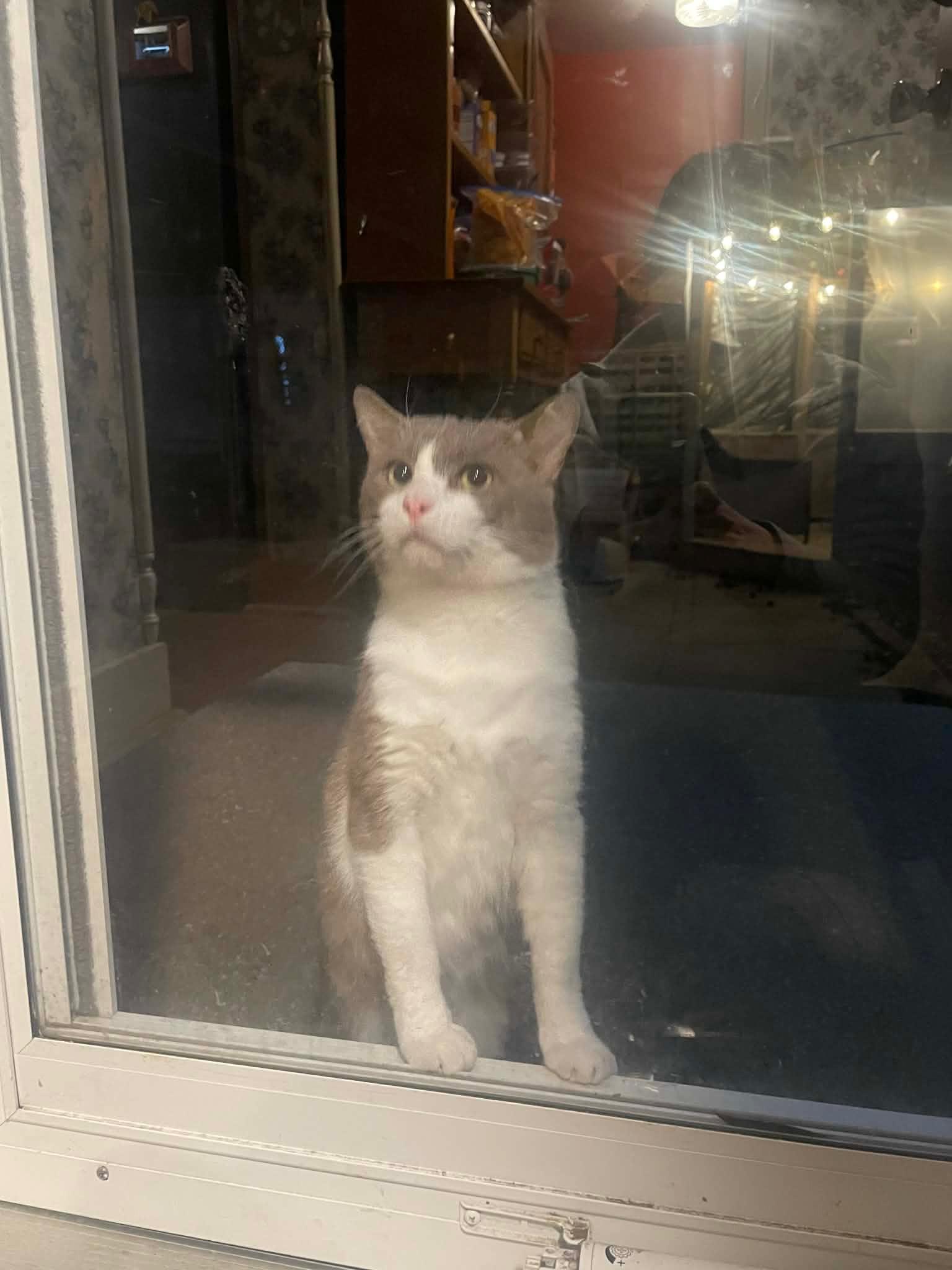 Enlarge Theo, an adopted Domestic Short Hair in Manhattan, KS image 3/3