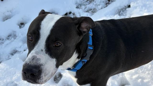 JACKSON, Adoptable, Young Male Pit Bull Terrier & Mixed Breed.