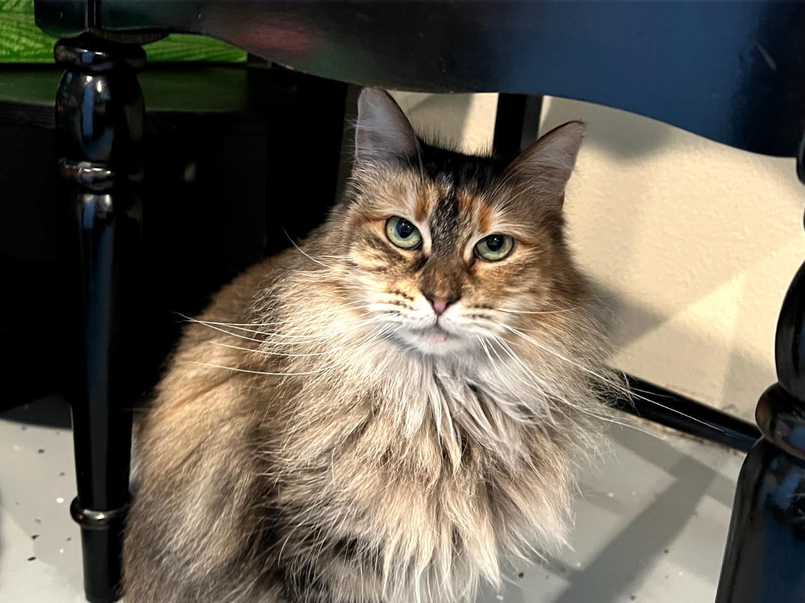 Enlarge Charlotte, a Adoptable Domestic Long Hair in Paradise, CA image 1/1