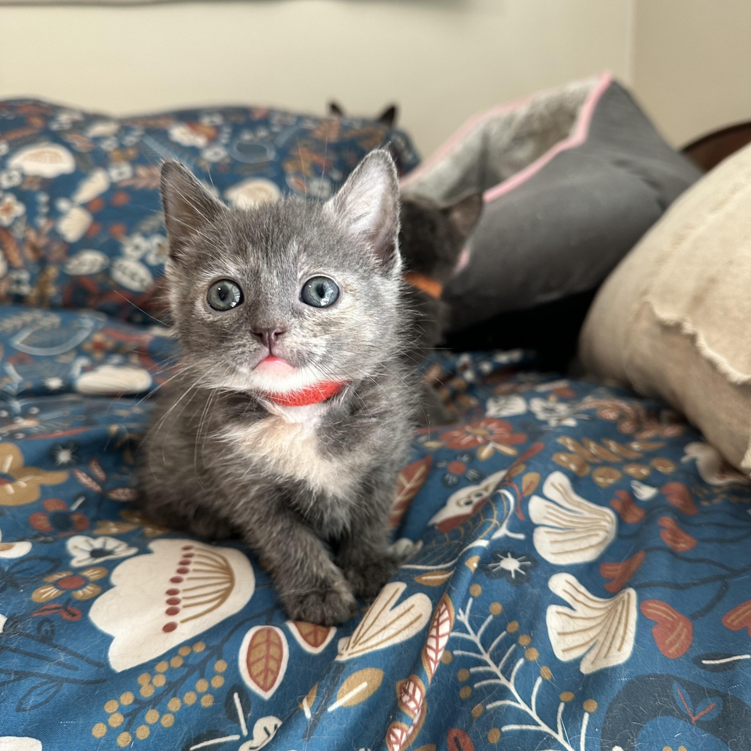 Enlarge Briar, a Adoptable Domestic Short Hair in Suffolk, VA image 2/6