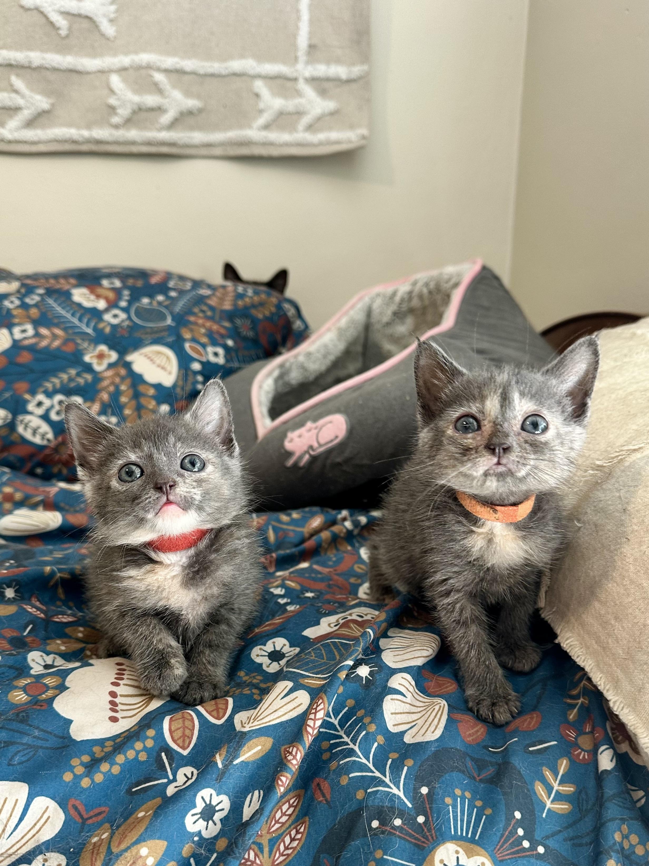 Enlarge Briar, a Adoptable Domestic Short Hair in Suffolk, VA image 4/6