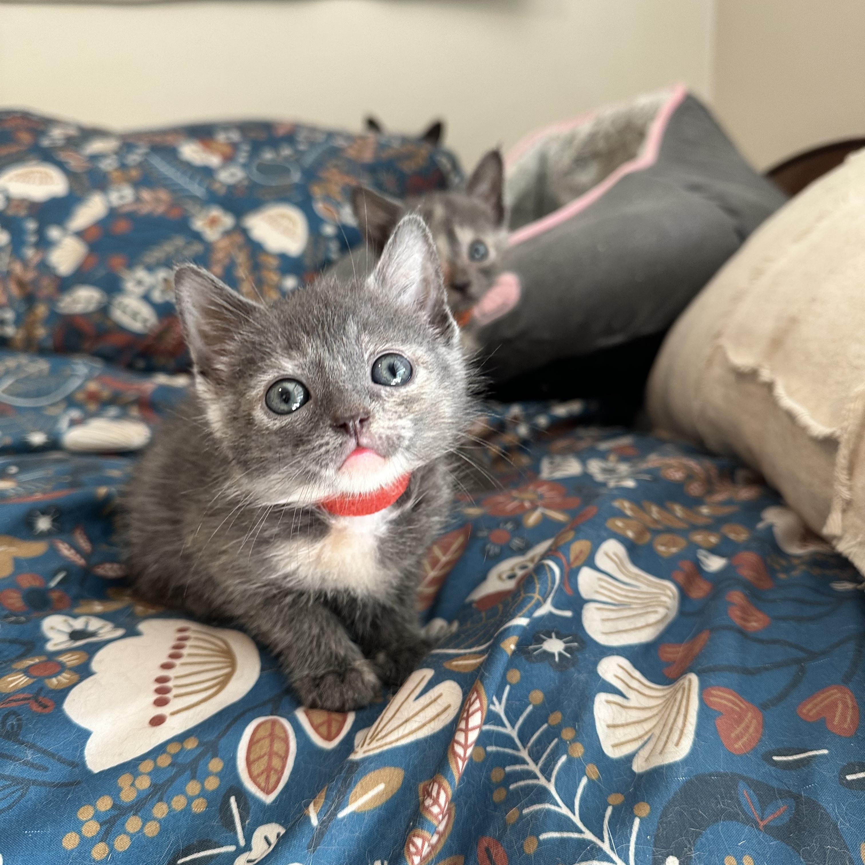 Enlarge Briar, a Adoptable Domestic Short Hair in Suffolk, VA image 3/6