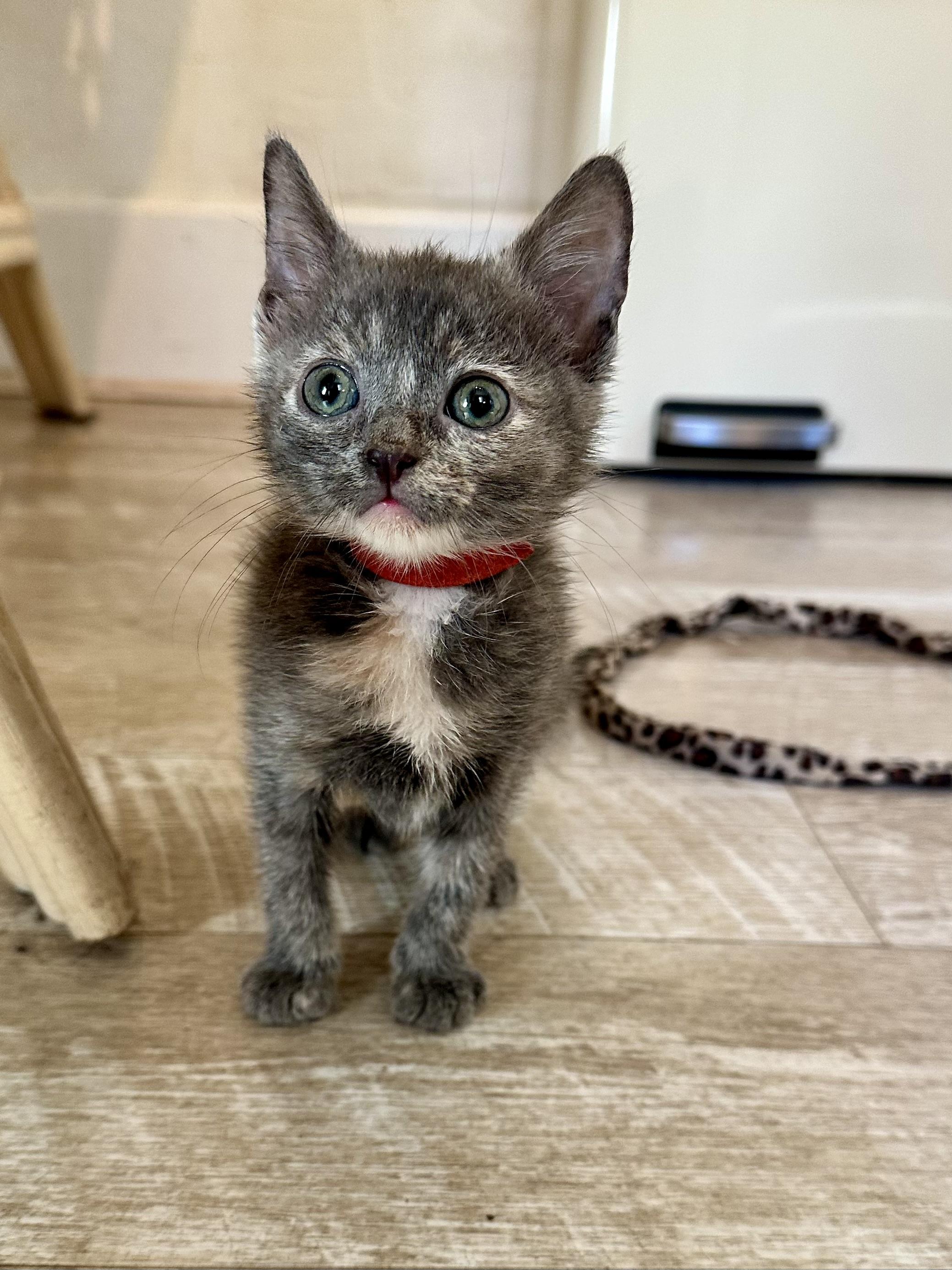 Enlarge Briar, a Adoptable Domestic Short Hair in Suffolk, VA image 1/6