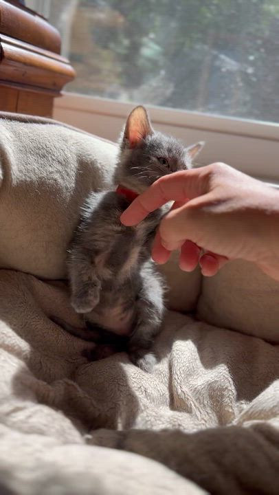 Enlarge Briar, a Adoptable Domestic Short Hair in Suffolk, VA video 5/6