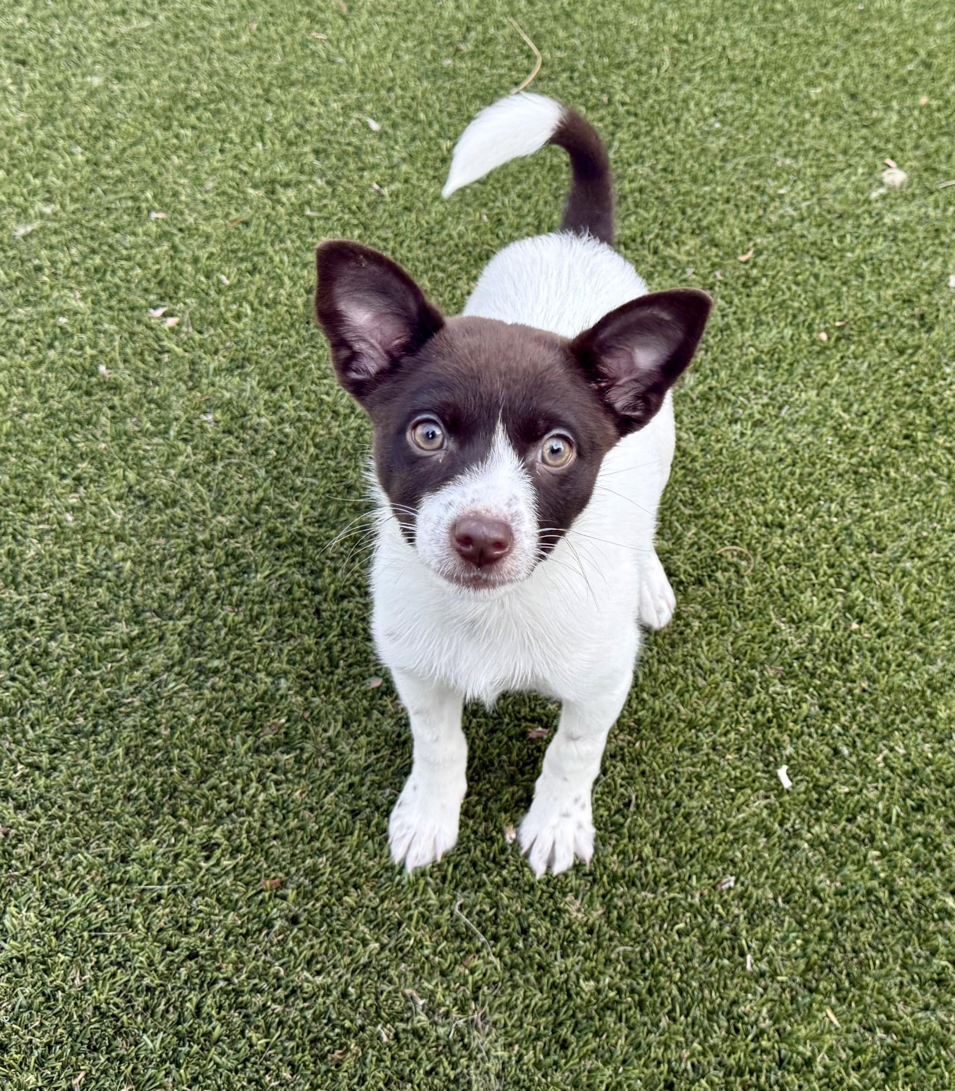 Enlarge Toffee, an adopted mixed breed in Los Alamitos, CA image 4/6
