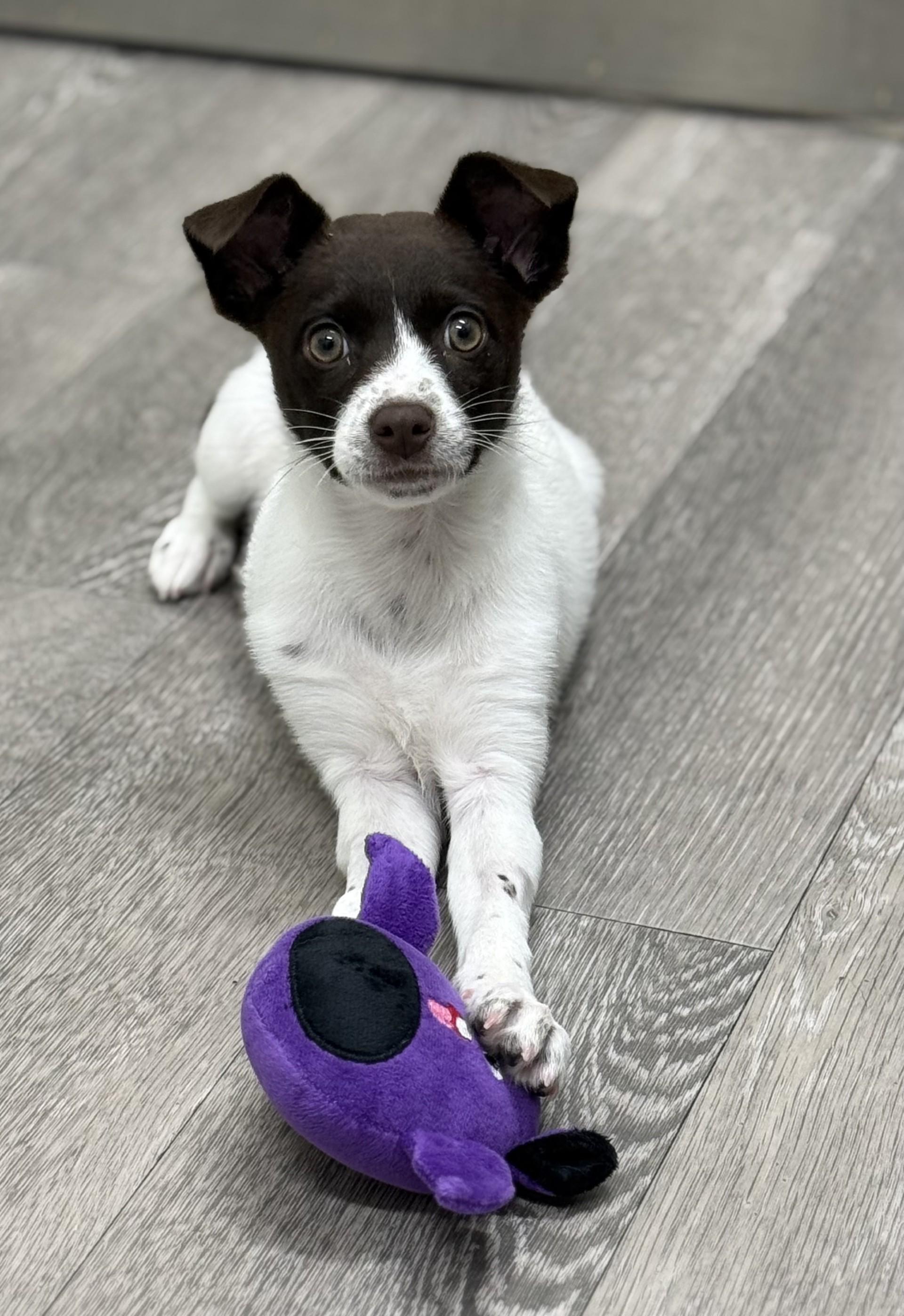 Toffee, adopted, Puppy Female Chihuahua & Cattle Dog.