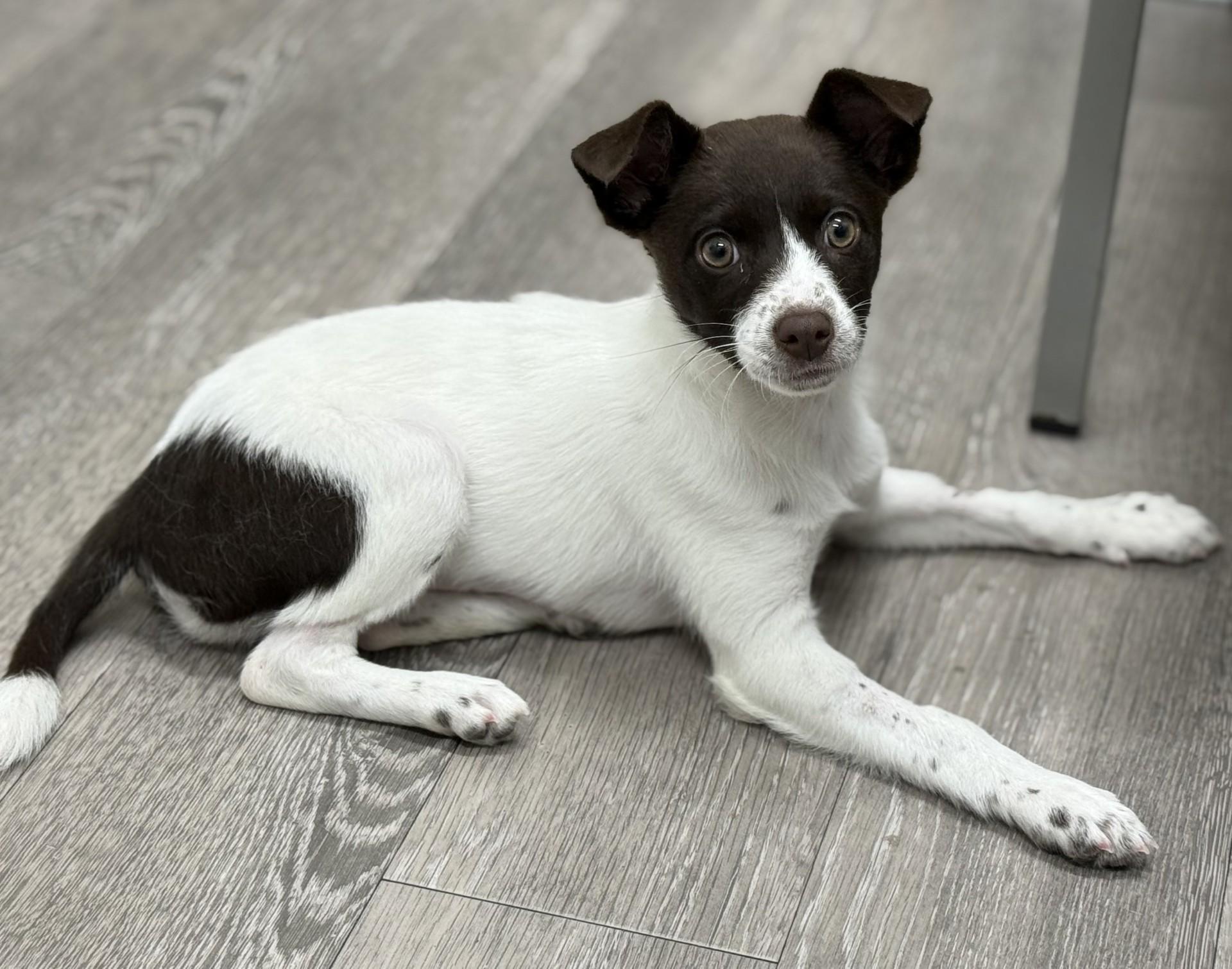 Enlarge Toffee, an adopted mixed breed in Los Alamitos, CA image 6/6