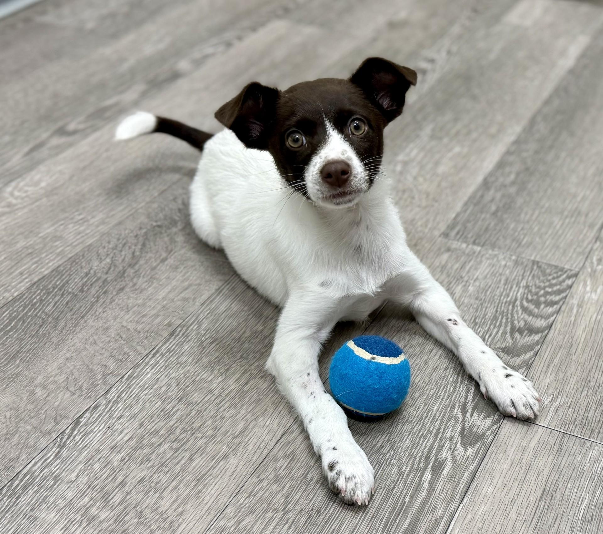 Enlarge Toffee, an adopted mixed breed in Los Alamitos, CA image 2/6