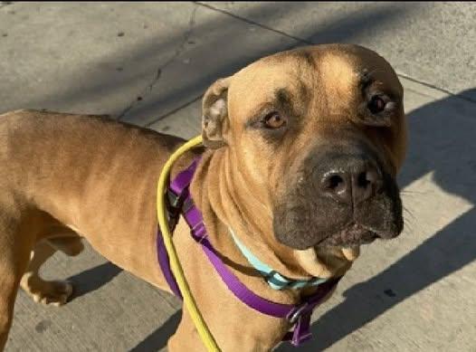 Enlarge Beauregard aka Beau, an adopted mixed breed in Darien, CT image 6/6