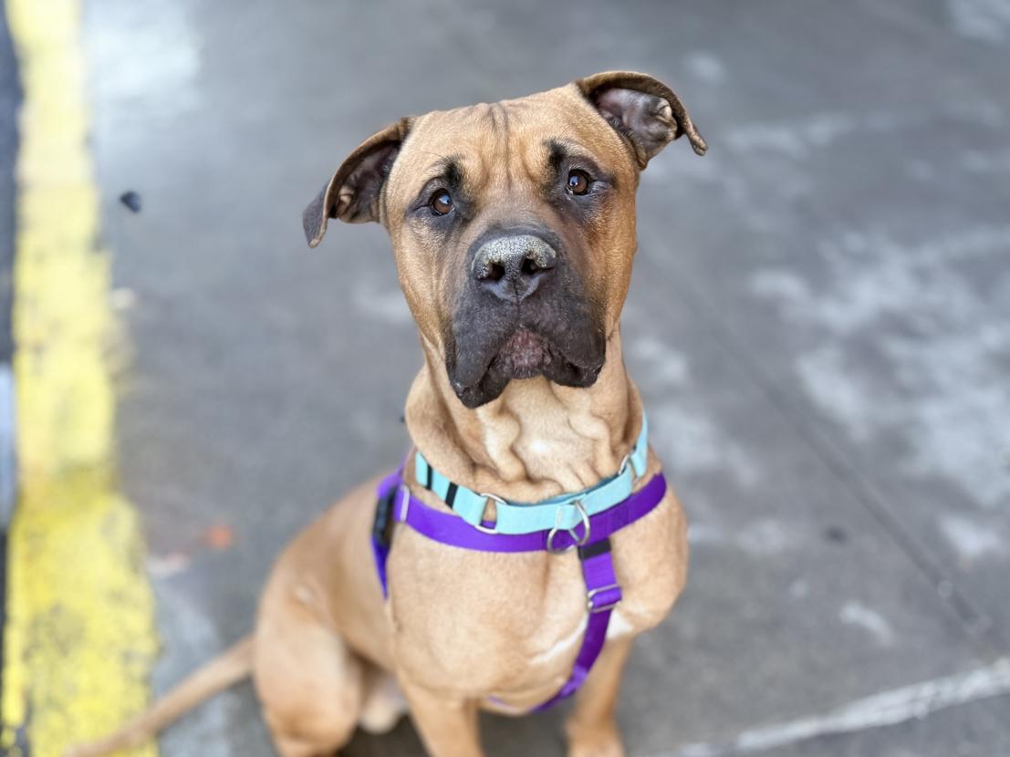 Enlarge Beauregard aka Beau, an adopted mixed breed in Darien, CT image 4/6