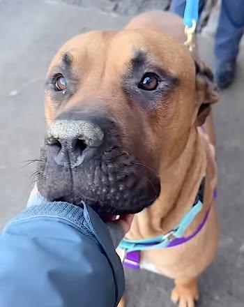 Beauregard aka Beau, adopted, Young Male Mastiff.
