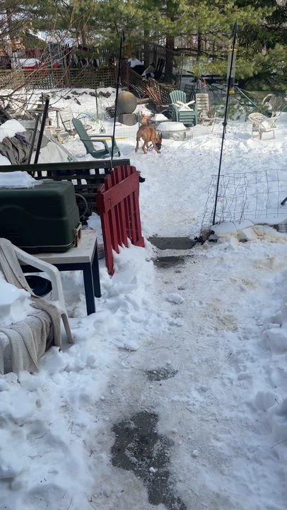 Enlarge Beauregard aka Beau, an adopted mixed breed in Darien, CT video 2/6