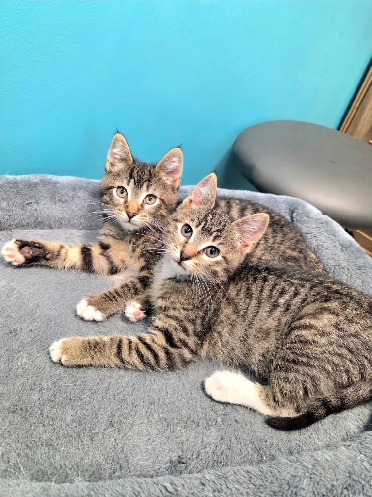 Enlarge Fleece, a Adopted mixed breed in Shawnee, KS image 1/4