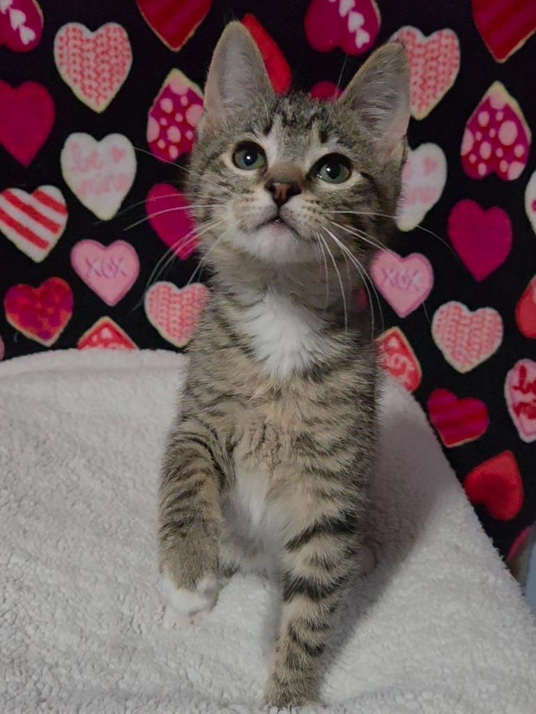 Enlarge Fleece, a Adopted mixed breed in Shawnee, KS image 3/4