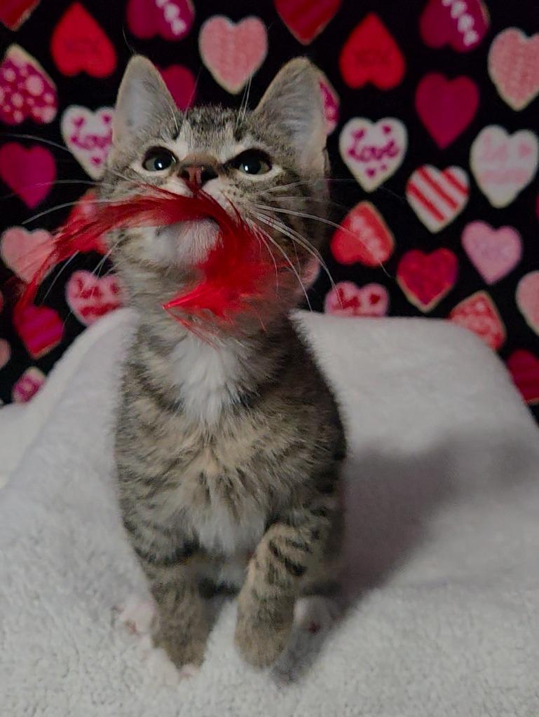 Enlarge Fleece, a Adopted mixed breed in Shawnee, KS image 4/4