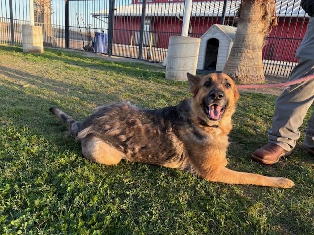 Enlarge BONNIE, an adopted German Shepherd Dog in Delano, CA image 2/6