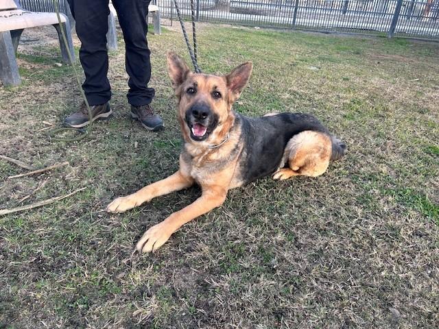 Enlarge BONNIE, an adopted German Shepherd Dog in Delano, CA image 3/6