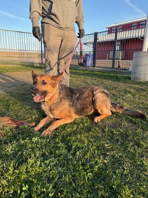 Enlarge BONNIE, an adopted German Shepherd Dog in Delano, CA image 5/6