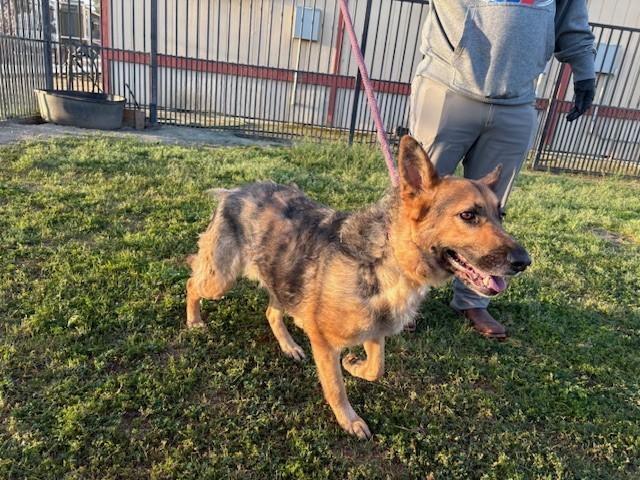 Enlarge BONNIE, an adopted German Shepherd Dog in Delano, CA image 4/6