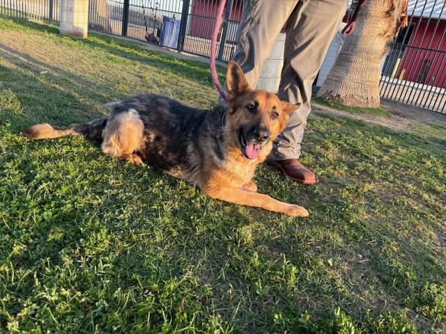 Enlarge BONNIE, an adopted German Shepherd Dog in Delano, CA image 1/6