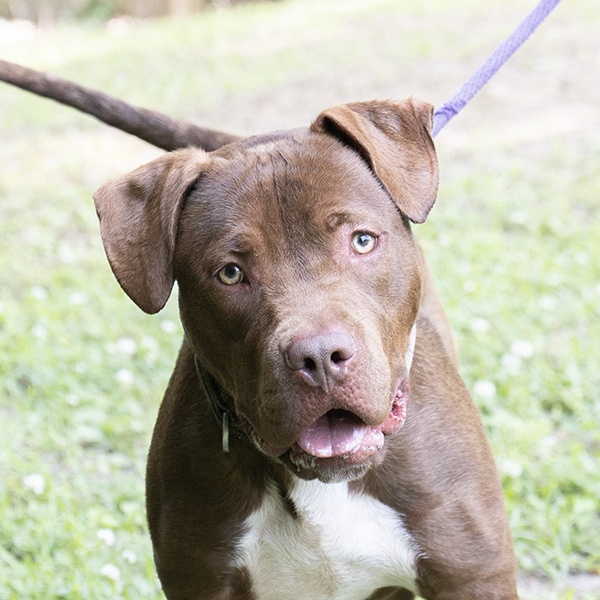 Choco, a Adoptable Pit Bull Terrier in Slidell, LA image 1/3