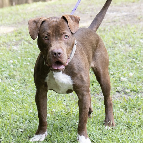 Choco, a Adoptable Pit Bull Terrier in Slidell, LA image 2/3