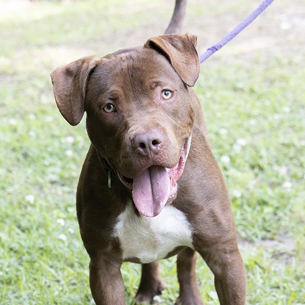 Choco, a Adoptable Pit Bull Terrier in Slidell, LA image 3/3