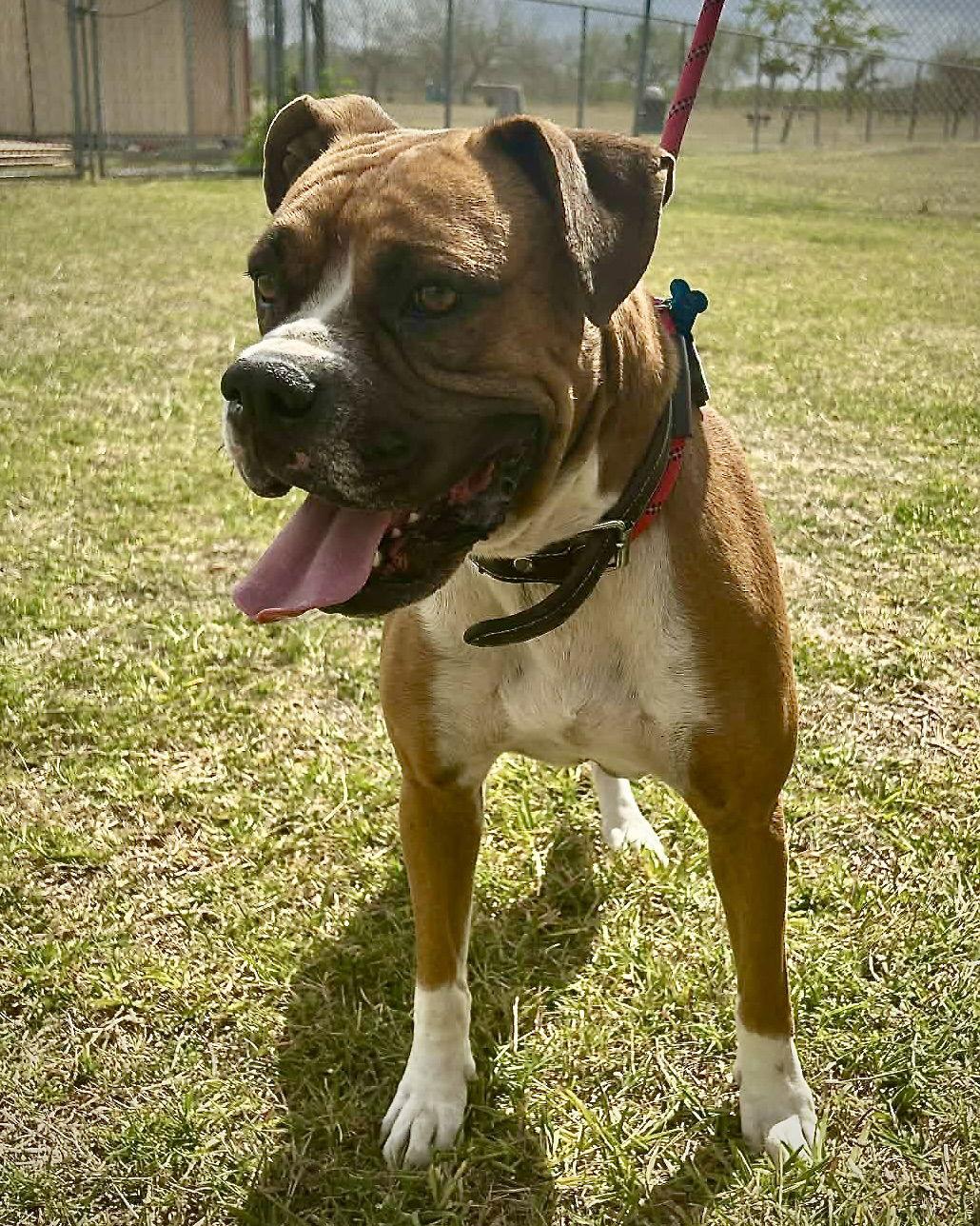 Enlarge Thor, a Adoptable Boxer in Monticello, NY image 3/3