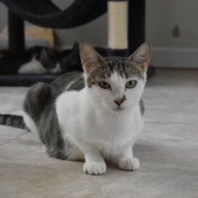 Michi Meow, Adoptable, Adult Female Domestic Short Hair.