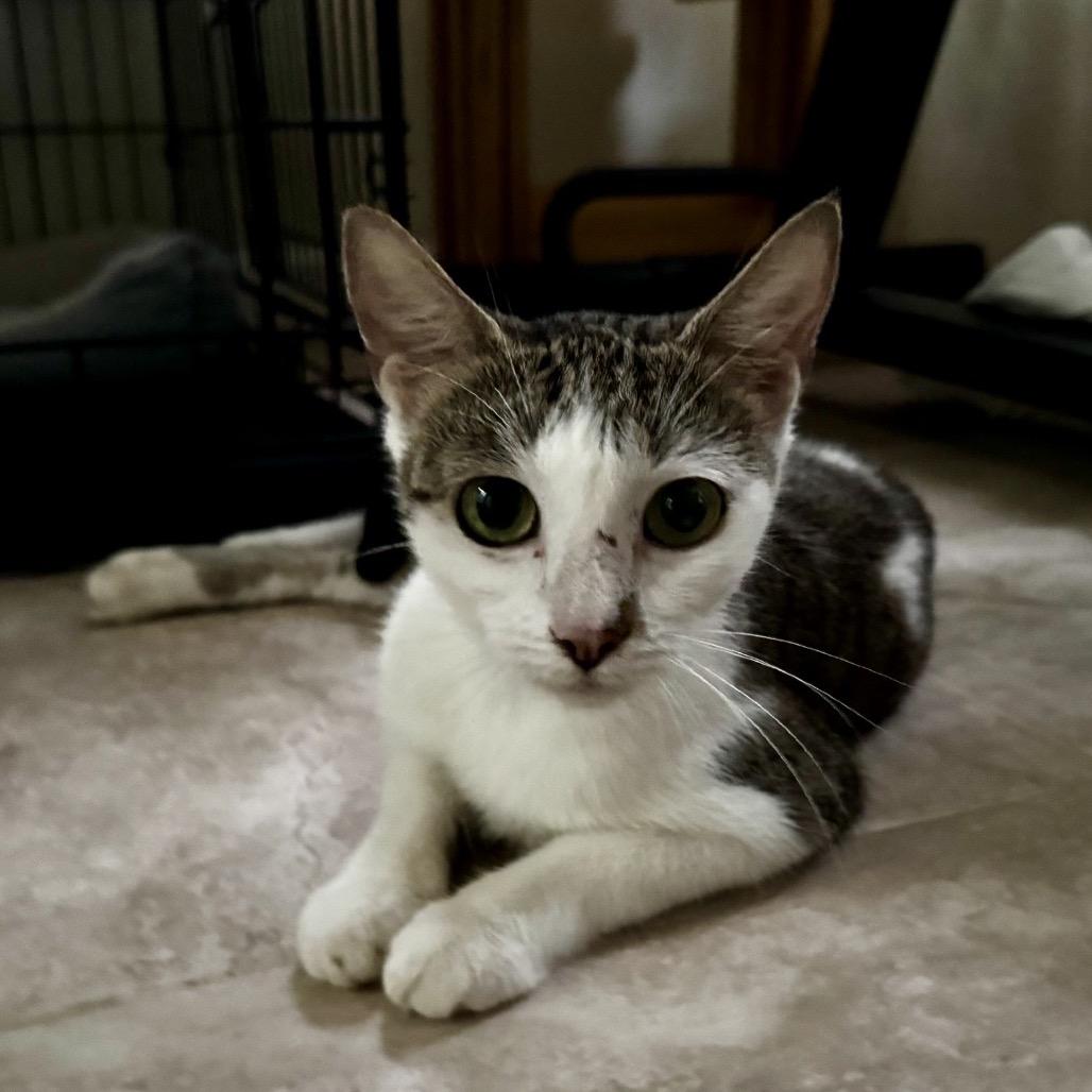 Enlarge Michi Meow, a Adoptable Domestic Short Hair in Lauderhill, FL image 2/3