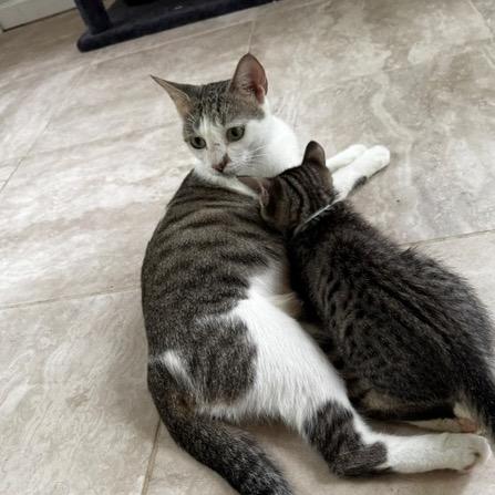 Enlarge Michi Meow, a Adoptable Domestic Short Hair in Lauderhill, FL image 3/3