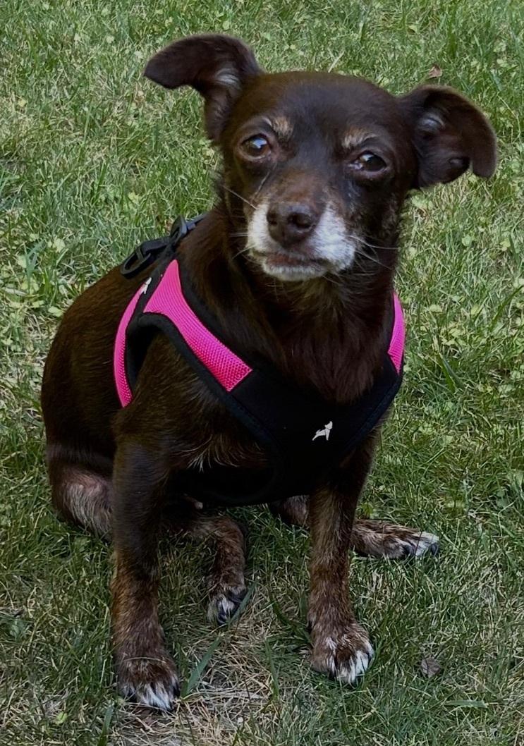 Enlarge Ghiradelli, a ADOPTABLE Chihuahua in Los Angeles, CA image 3/3