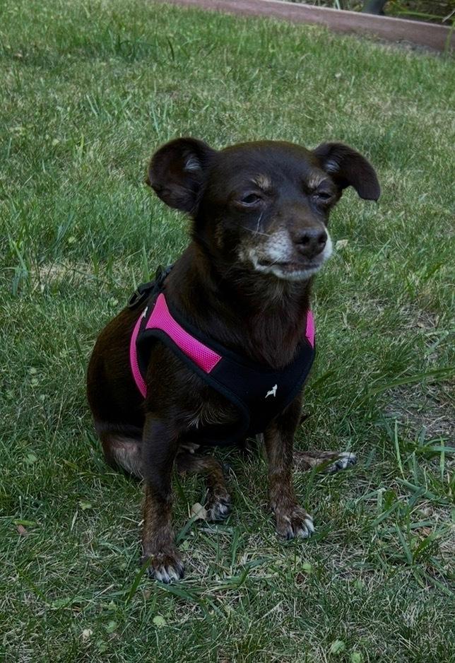 Enlarge Ghiradelli, a ADOPTABLE Chihuahua in Los Angeles, CA image 1/3