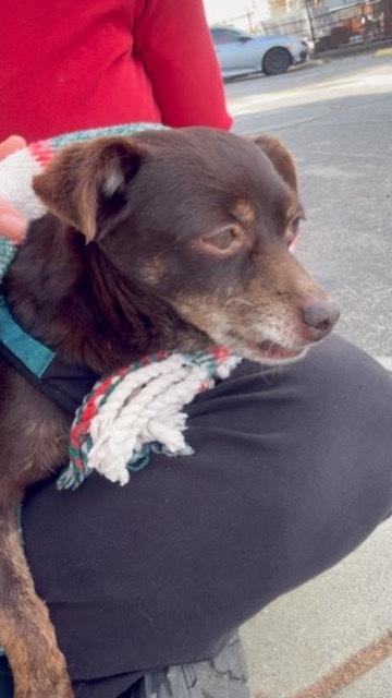 Enlarge Ghiradelli, a ADOPTABLE Chihuahua in Los Angeles, CA image 2/3