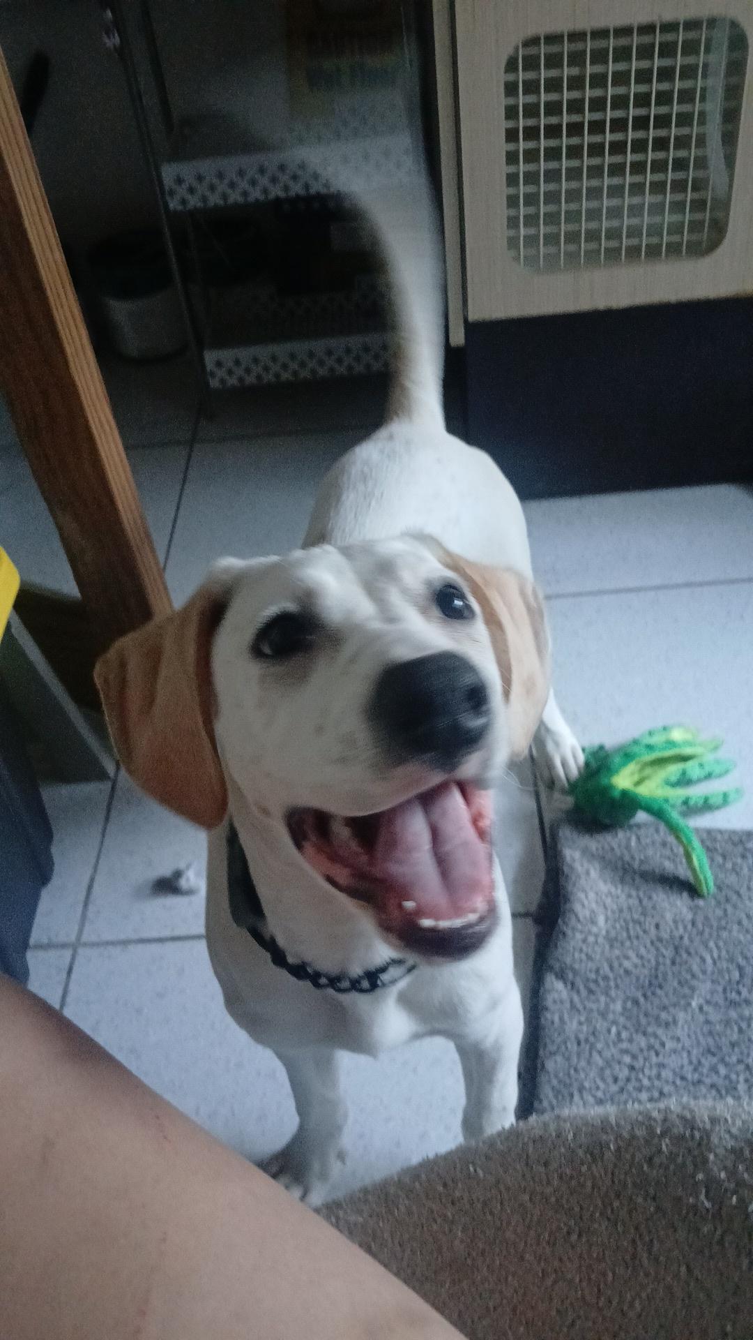 Vanilla, Adoptable, Young Male Bluetick Coonhound.