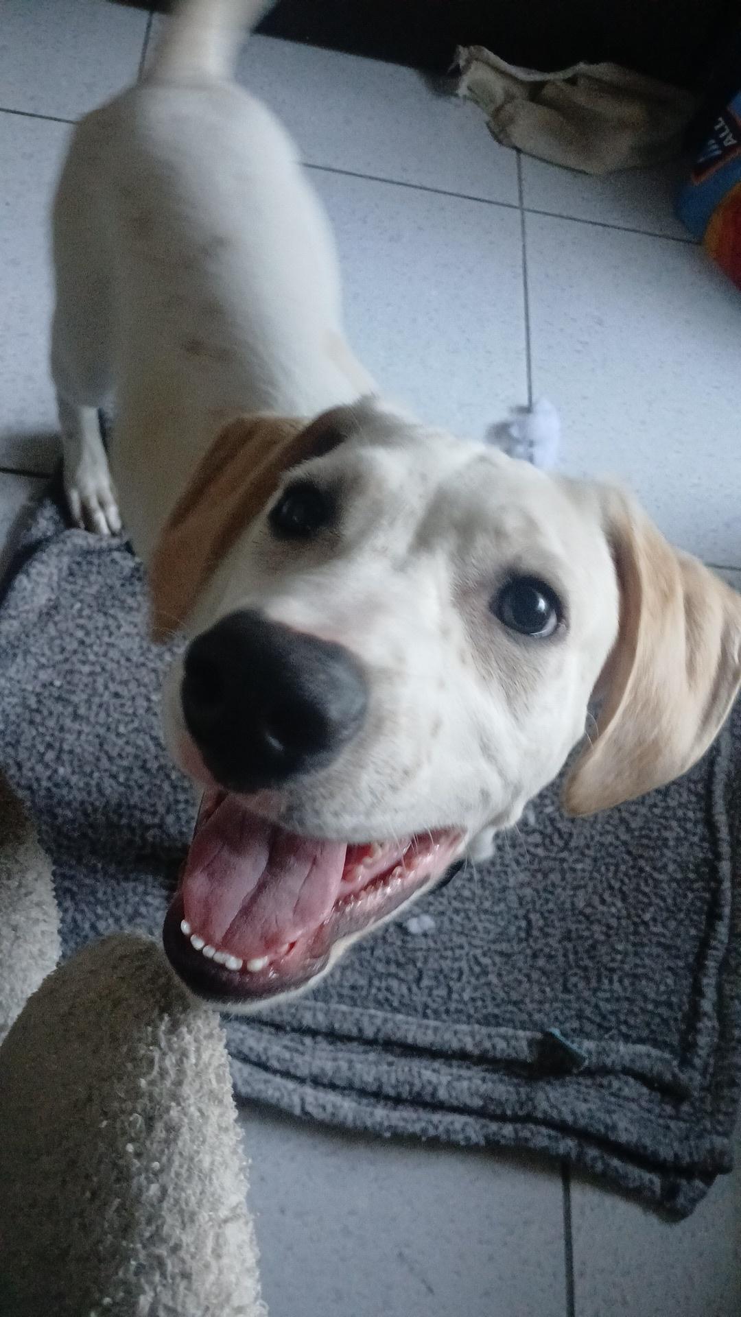 Vanilla, a Adoptable mixed breed in rowland heights, CA image 3/4