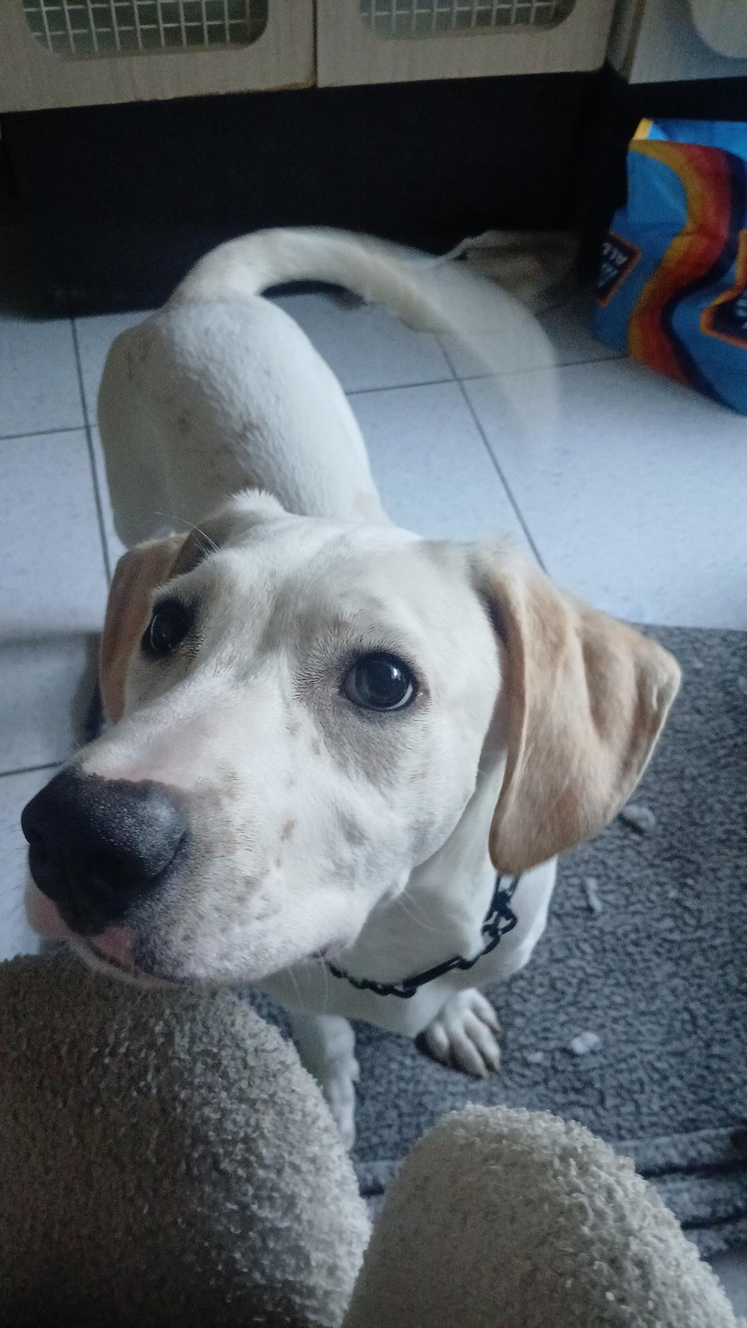 Vanilla, a Adoptable mixed breed in rowland heights, CA image 4/4