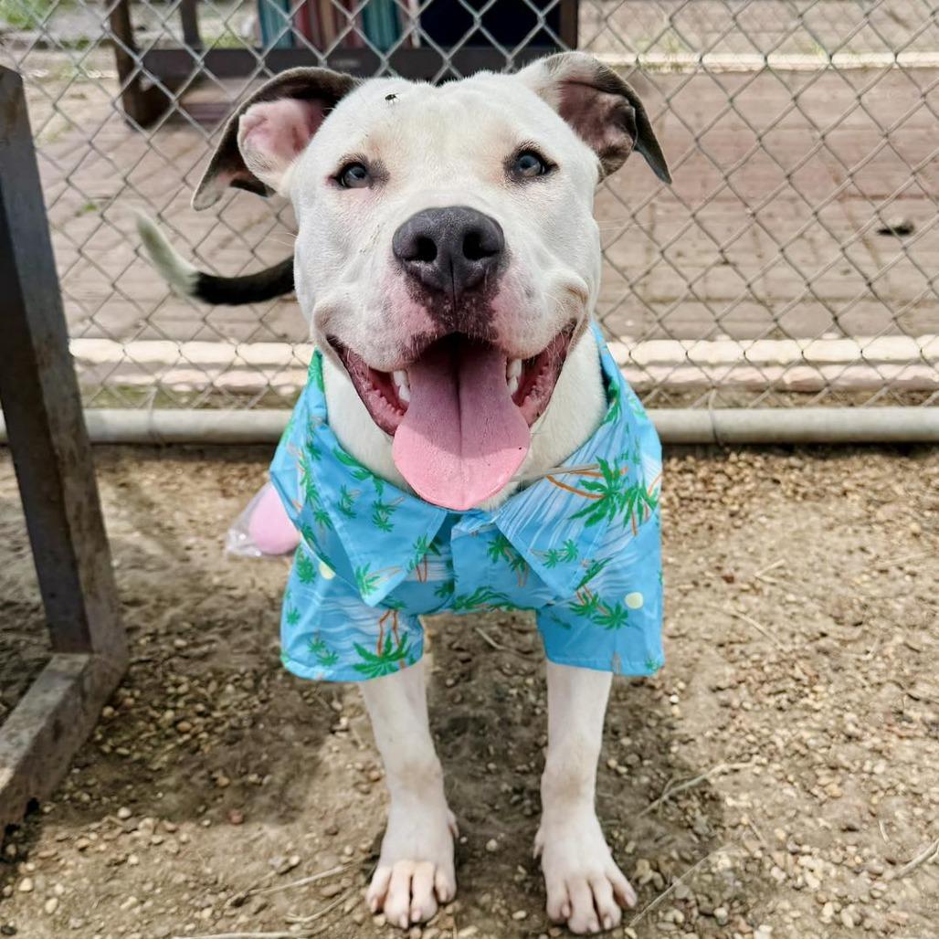 Benny, Adoptable, Adult Male American Staffordshire Terrier.