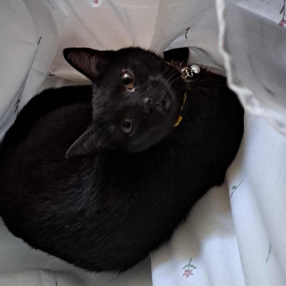 Sir Pentious, an adoptable Domestic Short Hair in Allison Park, PA image 2/2