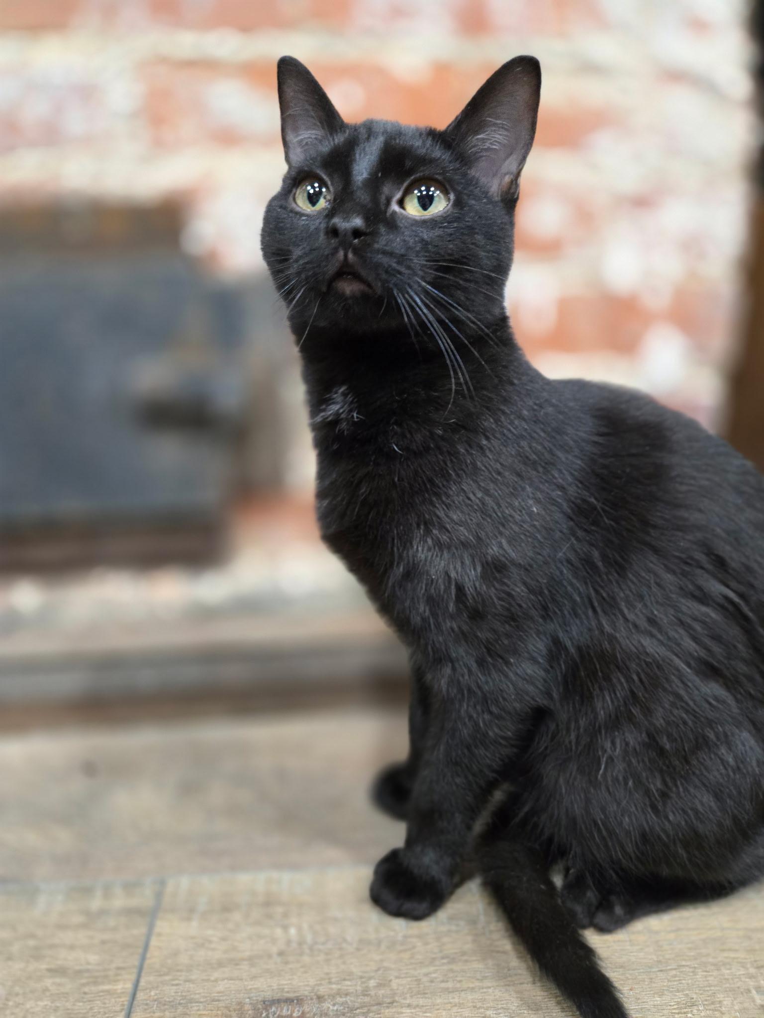 Sir Pentious, adoptable, Young Male Domestic Short Hair.