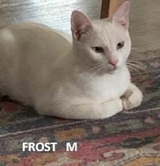 Frost, Adoptable, Adult Male Domestic Short Hair.