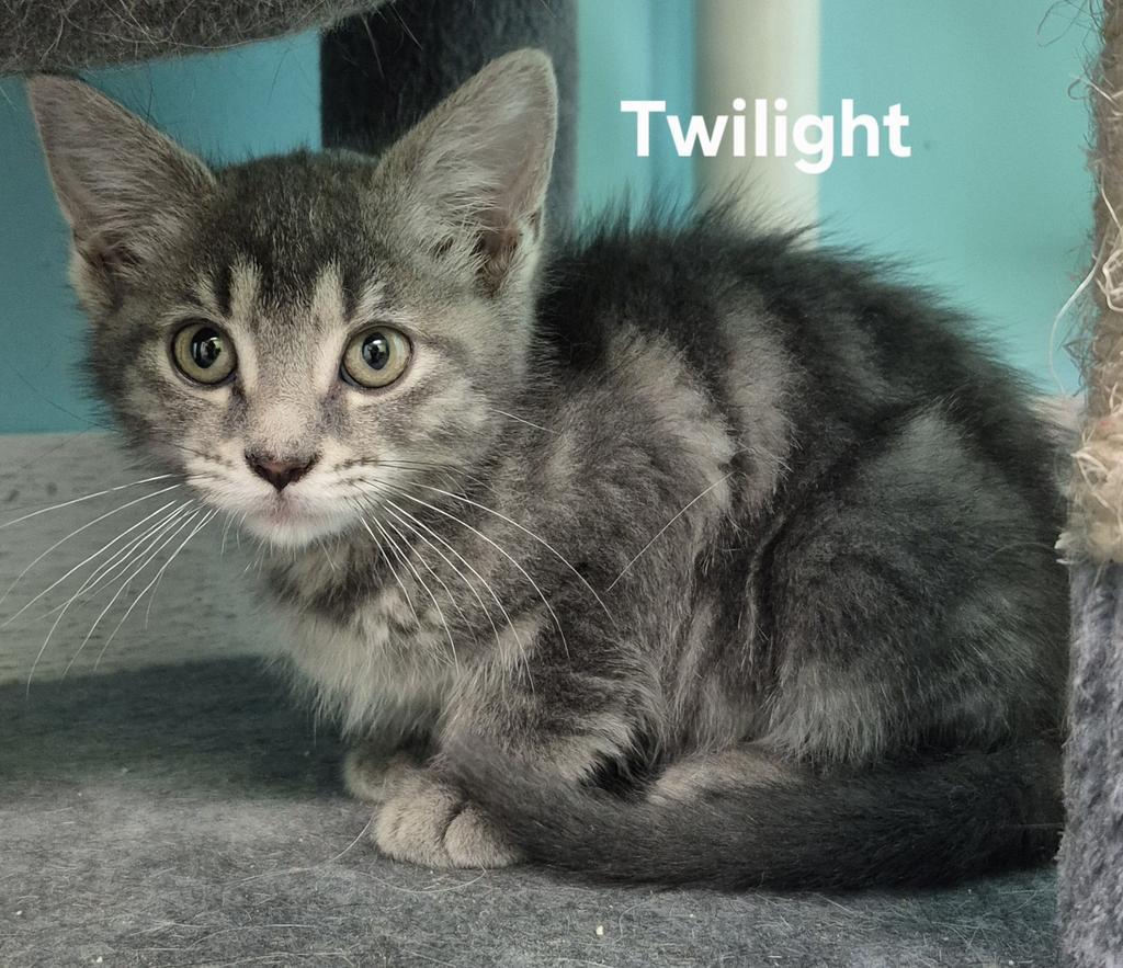 Twilight, Adopted, Kitten Female Domestic Short Hair.