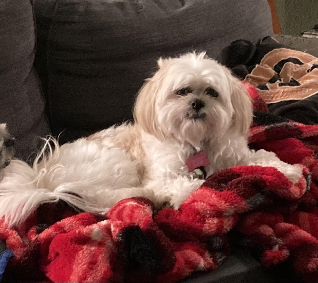 Enlarge Annie, a ADOPTABLE mixed breed in Austin, TX image 4/4