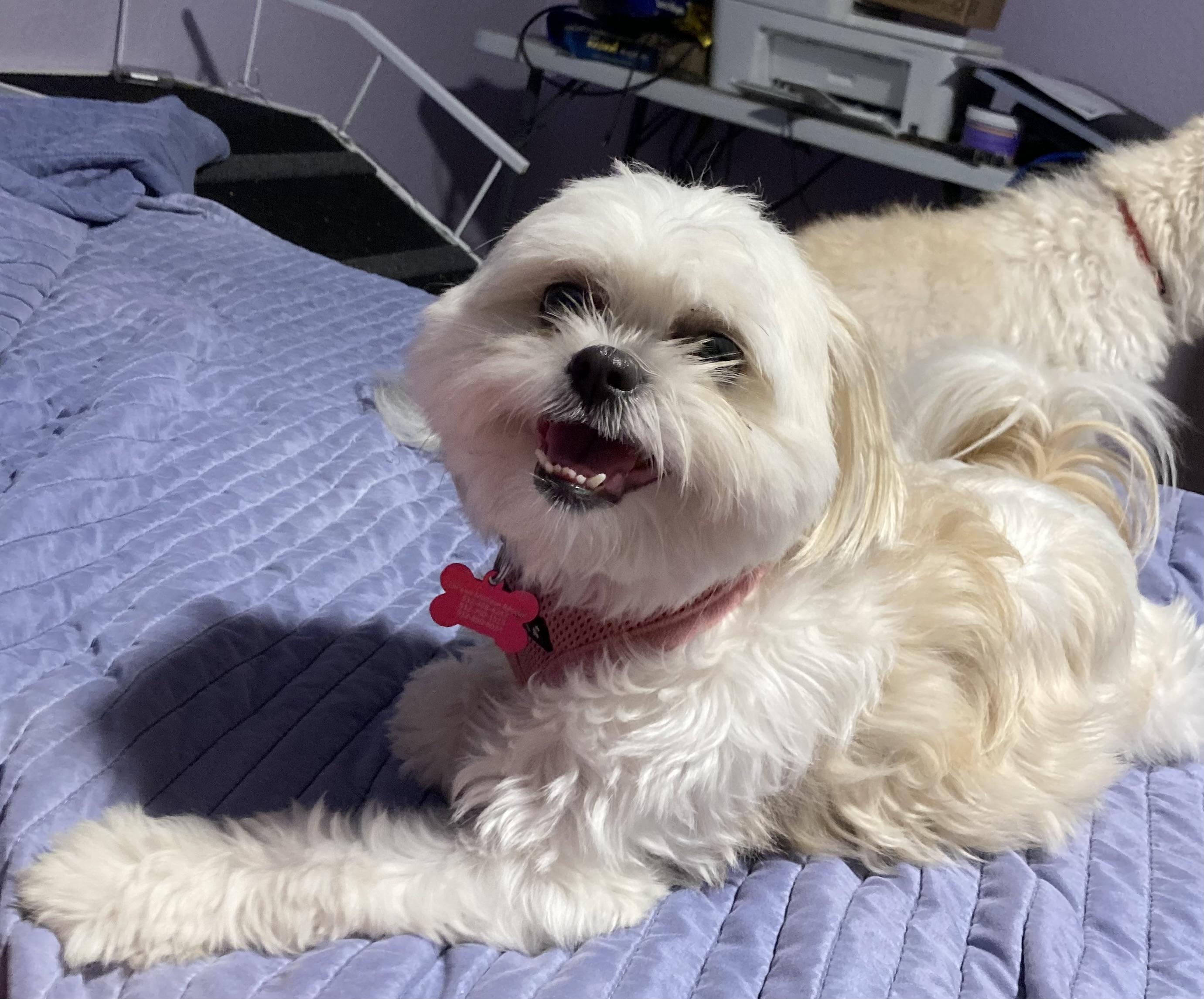 Enlarge Annie, a ADOPTABLE mixed breed in Austin, TX image 3/4