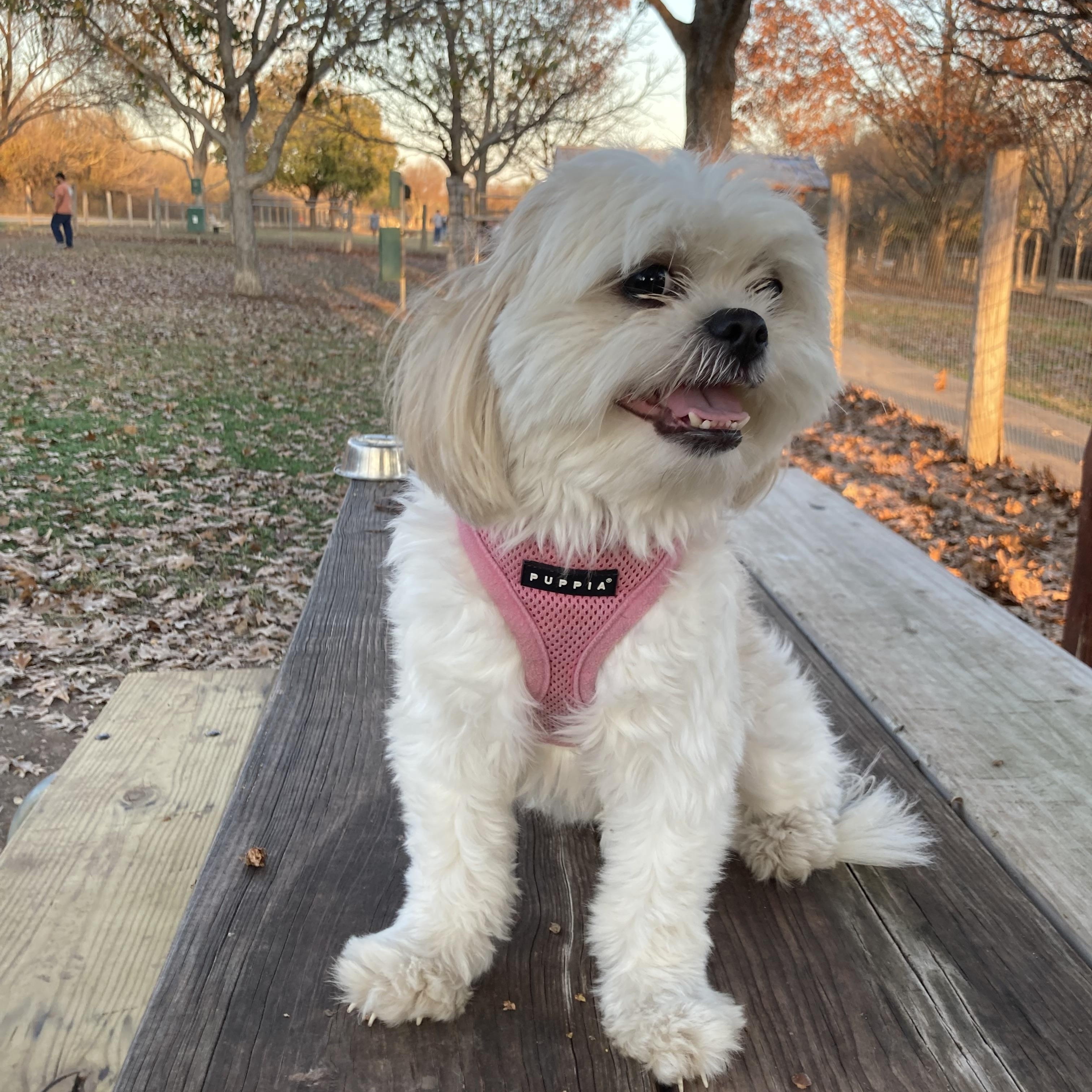 Enlarge Annie, a ADOPTABLE mixed breed in Austin, TX image 2/4