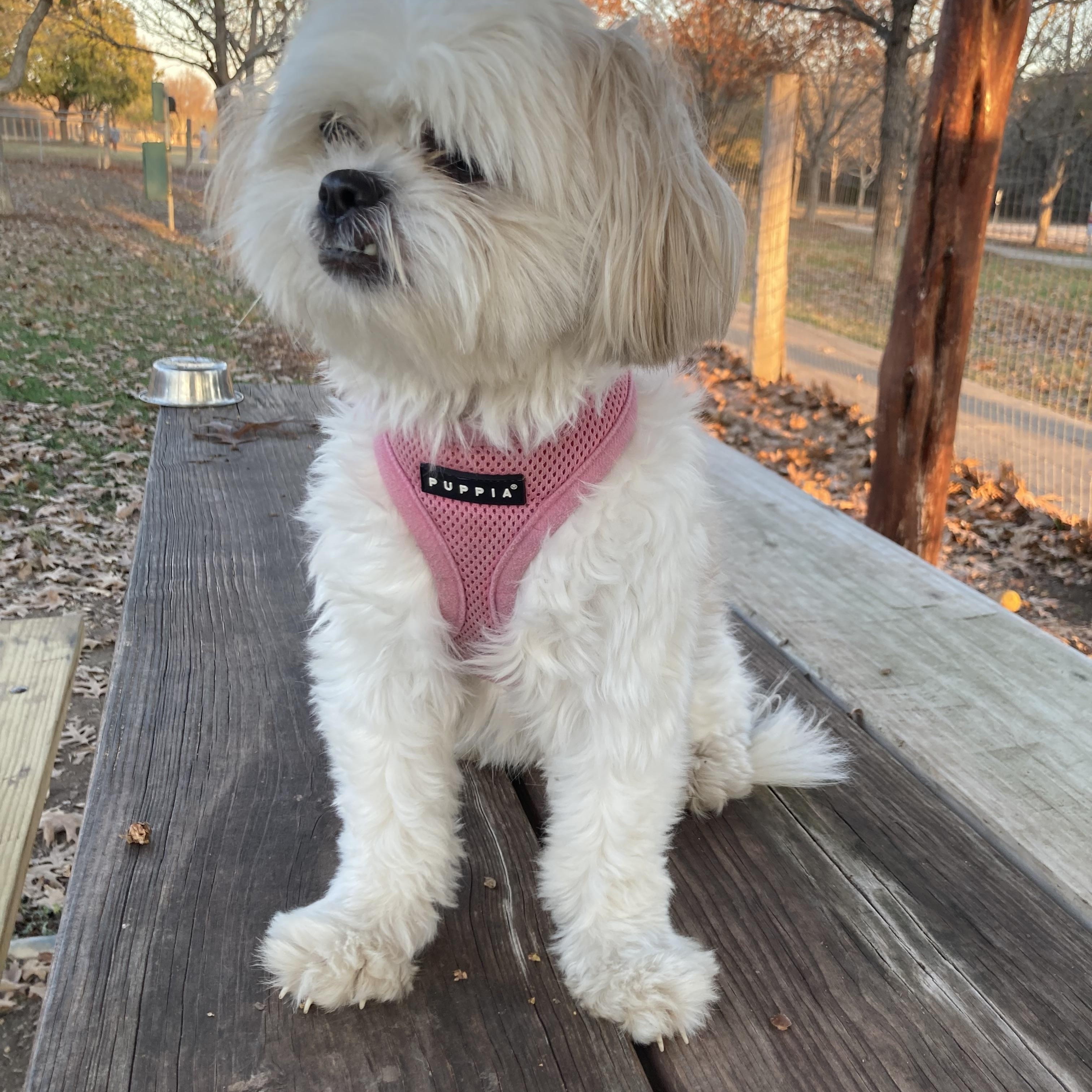 Annie, ADOPTABLE, Adult Female Shih Tzu & Maltese.