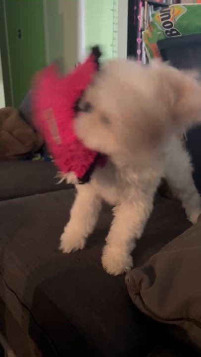 Enlarge Annie, a ADOPTABLE mixed breed in Austin, TX video 5/5