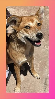 Enlarge Aggie, a Adoptable mixed breed in Santa Ana, CA image 5/5
