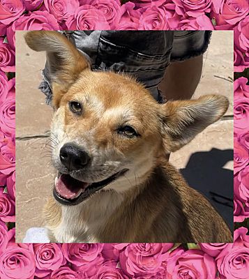 Enlarge Aggie, a Adoptable mixed breed in Santa Ana, CA image 1/5