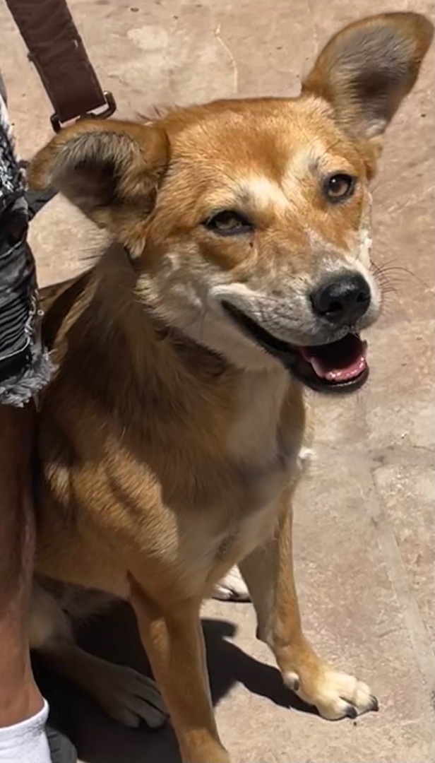 Enlarge Aggie, a Adoptable mixed breed in Santa Ana, CA image 2/5